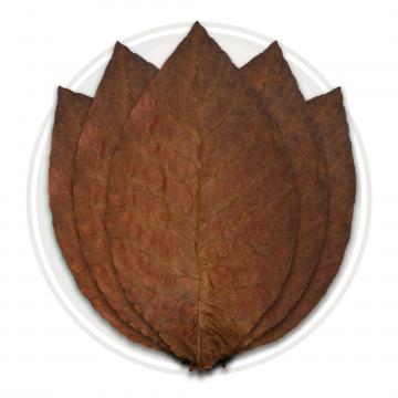 Ecuadorian Corojo Seco Cigar Wrapper Tobacco Leaf Only